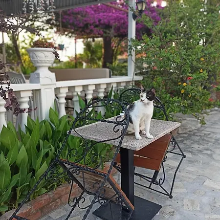 Isil Dalyan